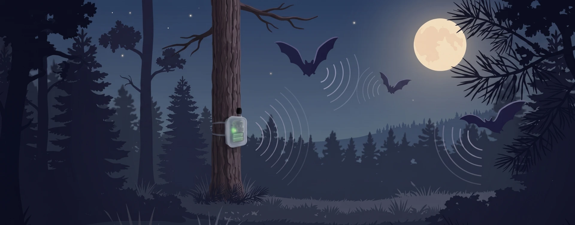 Nuit de session d'enregistrement acoustique : un Passive Recorder sur son piquet, des chauves-souris en vol émettant des ondes d'écholocation sous une pleine lune en lisière de forêt